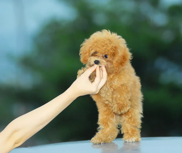 Fechar atirar pequeno brinquedo marrom poodle — Fotografia de Stock