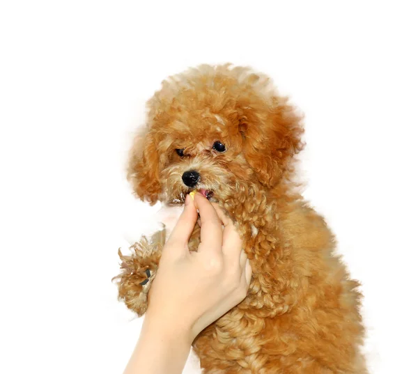 Yakın çekim küçük kahverengi oyuncak fino köpeği — Stok fotoğraf