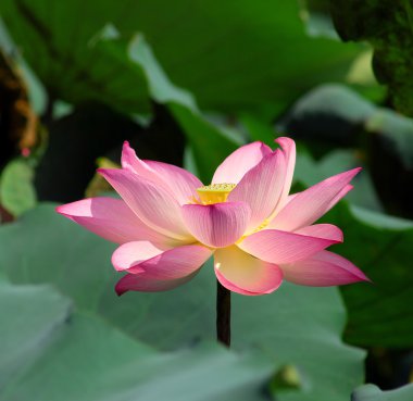 Pink lotus clipart