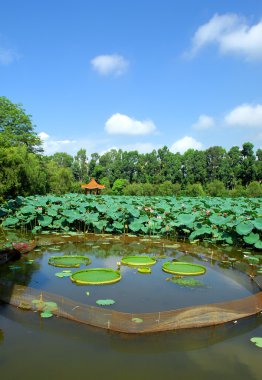 Pekin'de Çin tarihi park