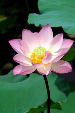 pembe lotus