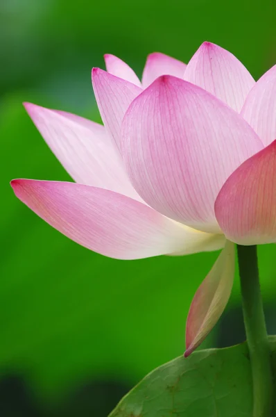 Lyserød lotus - Stock-foto