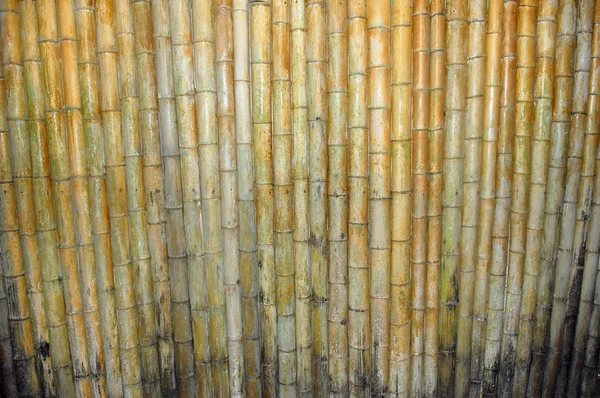 Bamboo Background — Stock Photo, Image