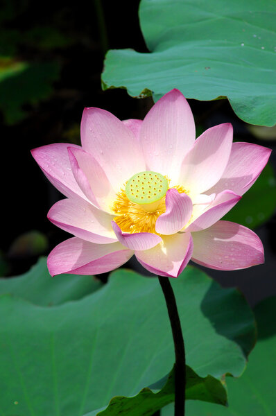 Pink lotus