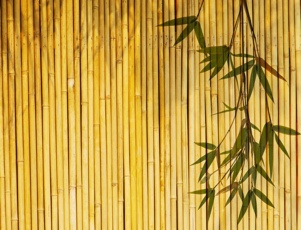 Fondo de bambú dorado claro —  Fotos de Stock