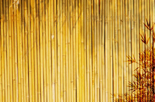 Light Golden bamboo — Stock Photo, Image