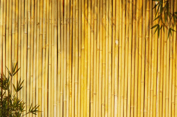 Luce dorata bambù sfondo — Foto Stock