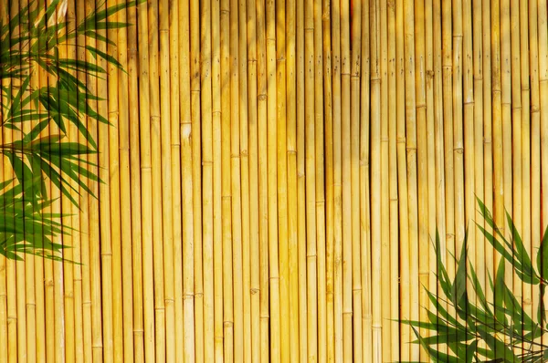 Bambou doré clair Fond — Photo
