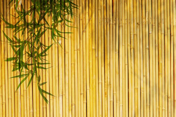 Светло-золотой бамбук — стоковое фото