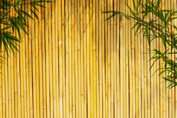 Heller goldener Bambus Hintergrund — Stockfoto