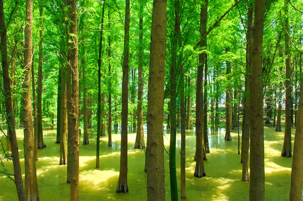 Forest and water — Stock Photo, Image