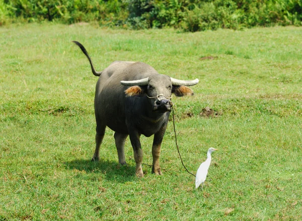 Bull and heron in countryside — Stock Photo, Image