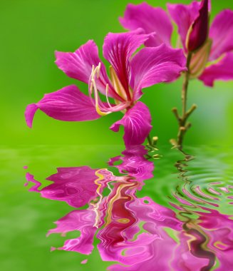 Bauhinia flower clipart