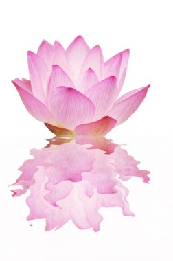 pembe lotus