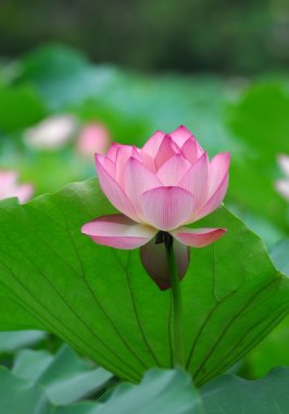 pembe lotus