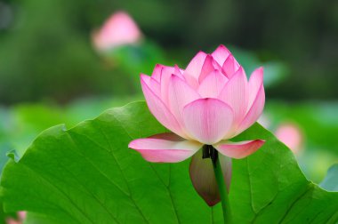 pembe lotus