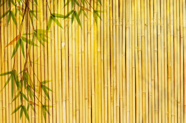 Ljus gyllene bambu bakgrund — Stockfoto