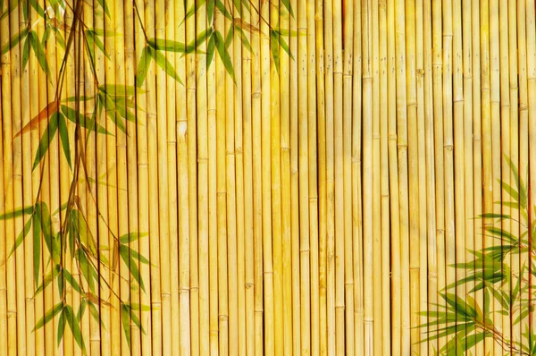 Latar Belakang bambu emas muda — Stok Foto