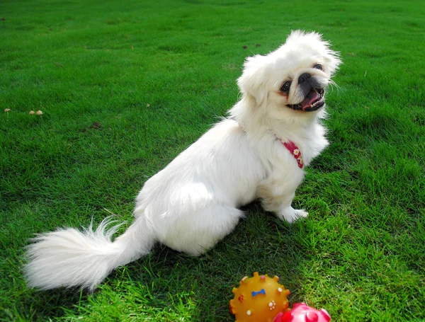 Retrato de perro pekinés — Foto de Stock
