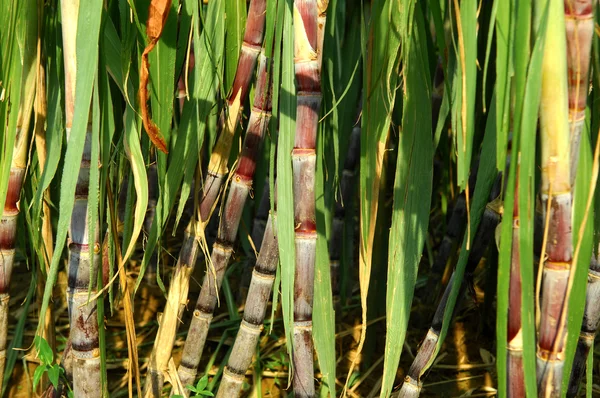 Hojas de bambú —  Fotos de Stock