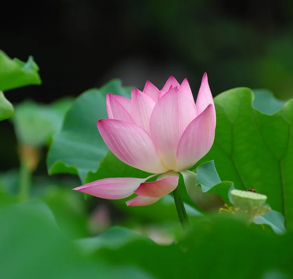 Rosa lotus — Stockfoto