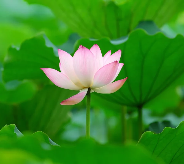 Rosa lotus – stockfoto