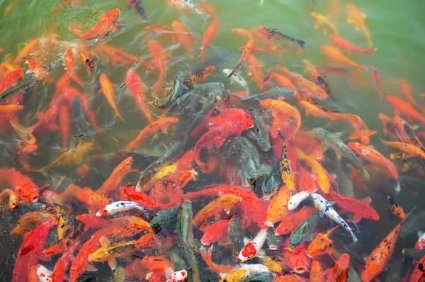 Red and gold fishes — Stock Photo, Image