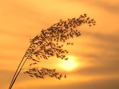 gökyüzü günbatımı arka planda üzerinde güneş ışığına karşı bulrushes.