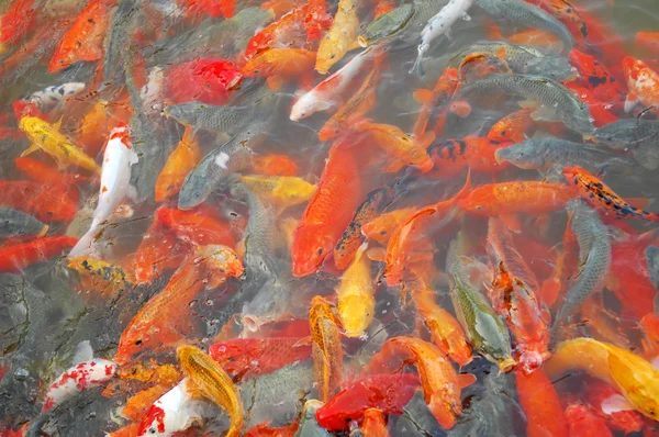 Peixes vermelhos e dourados — Fotografia de Stock