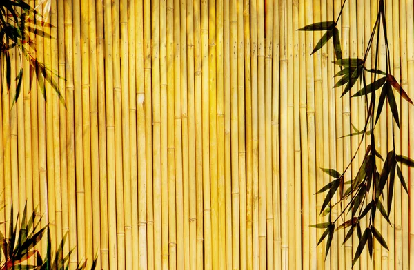 Light golden bamboo Background — Stock Photo, Image