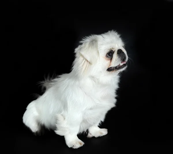 Porträt des Pekinese Dog — Stockfoto