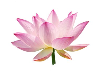 pembe lotus