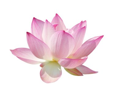 Lotus flower clipart