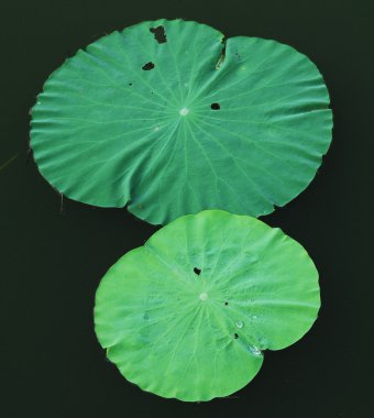 Lotus leaves clipart