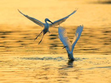 Birds with sunset clipart