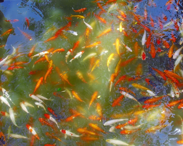 Peixes vermelhos e dourados — Fotografia de Stock