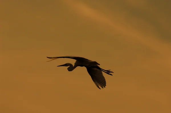 Πουλιά με ηλιοβασίλεμα — Φωτογραφία Αρχείου