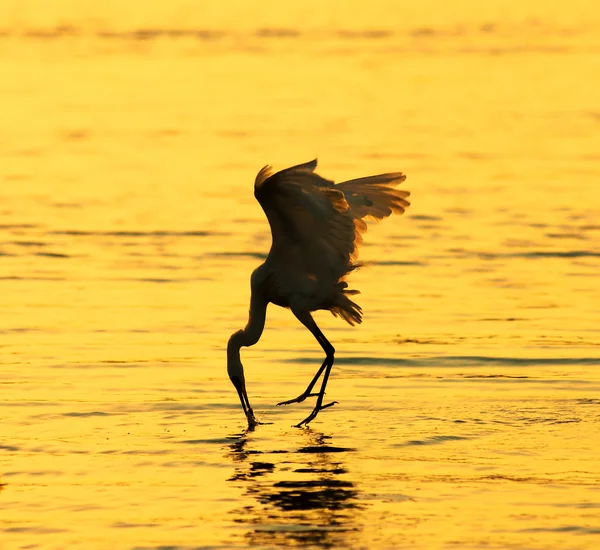 Birds with sunset — Stock Photo, Image