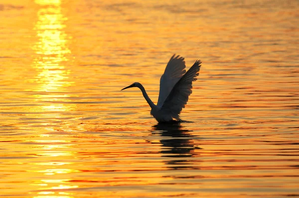 stock image Birds with sunset