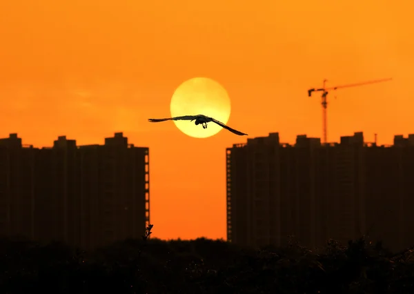 Aves con puesta de sol —  Fotos de Stock