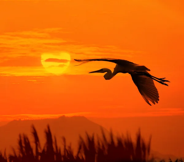 นกที่มีพระอาทิตย์ตก — ภาพถ่ายสต็อก