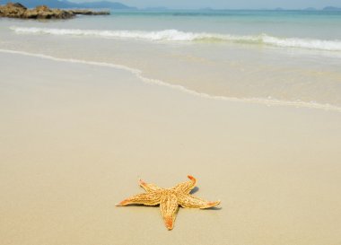 Starfish clipart