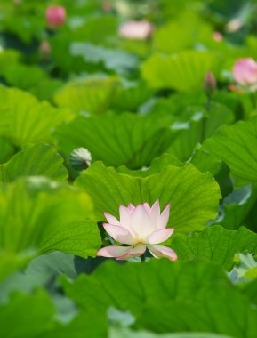 pembe lotus