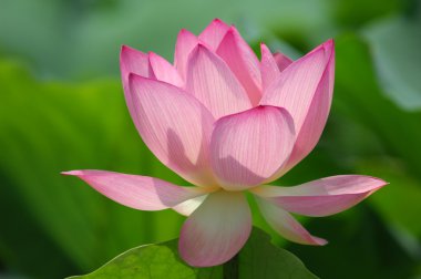 pembe lotus