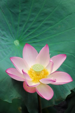 pembe lotus