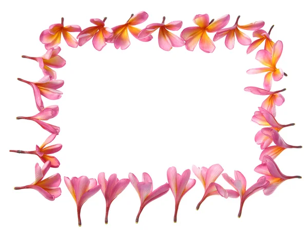 Tropical flower frame — Stock Photo, Image