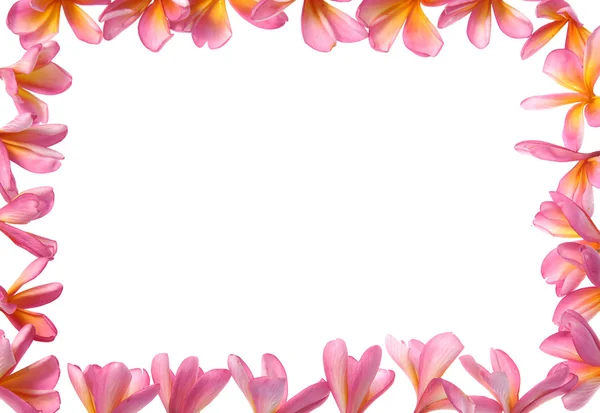 Moldura de flor tropical — Fotografia de Stock