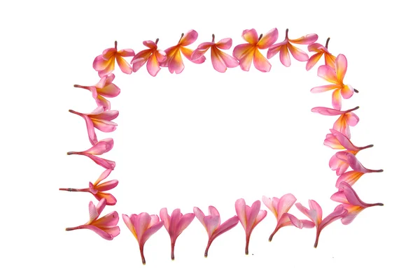 熱帯の花のフレーム — ストック写真