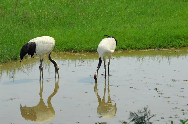 Crane with green grass — Stock Photo, Image