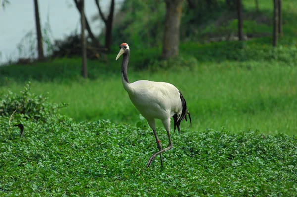 Crane with green grass — Stock Photo, Image